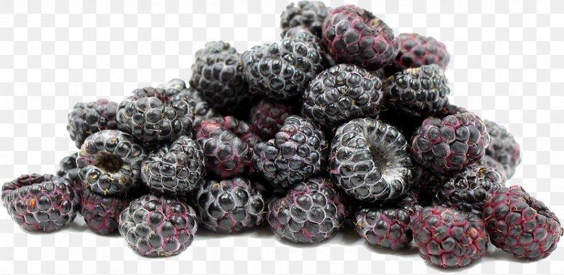 Frutti Di Bosco Black Raspberry Boysenberry, PNG, 872x427px, Frutti Di Bosco, Aggregate Fruit, Berry, Black Raspberry, Blackberry Download Free