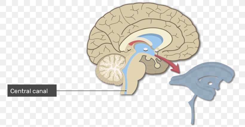 Ventricular System Human Brain Lateral Ventricles Cerebral Aqueduct, PNG, 770x427px, Watercolor, Cartoon, Flower, Frame, Heart Download Free