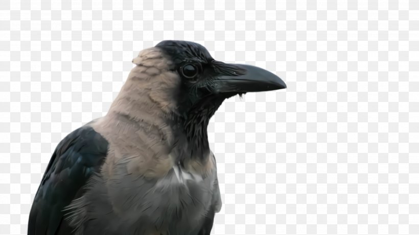 Bird Crow Raven Raven Beak, PNG, 2664x1500px, Bird, American Crow, Beak, Crow, Crowlike Bird Download Free