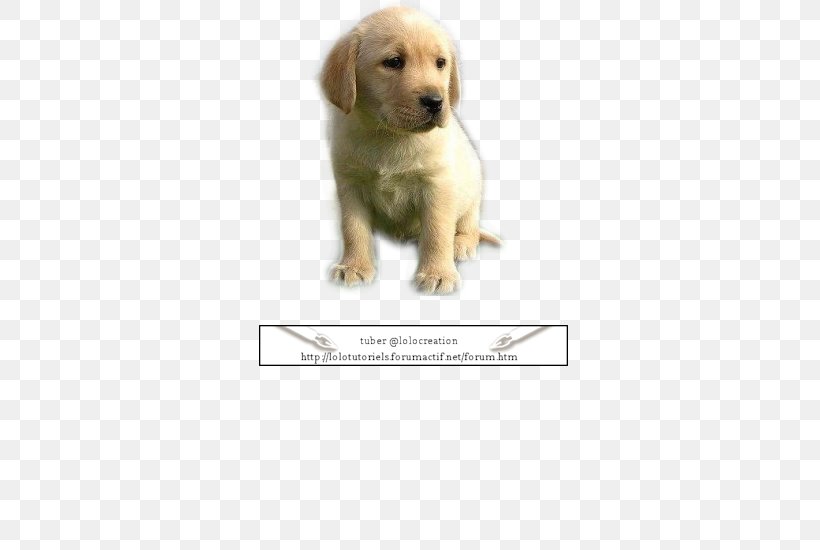 Golden Retriever Labrador Retriever Puppy Dog Breed Companion Dog, PNG, 500x550px, Golden Retriever, Breed, Carnivoran, Companion Dog, Crossbreed Download Free