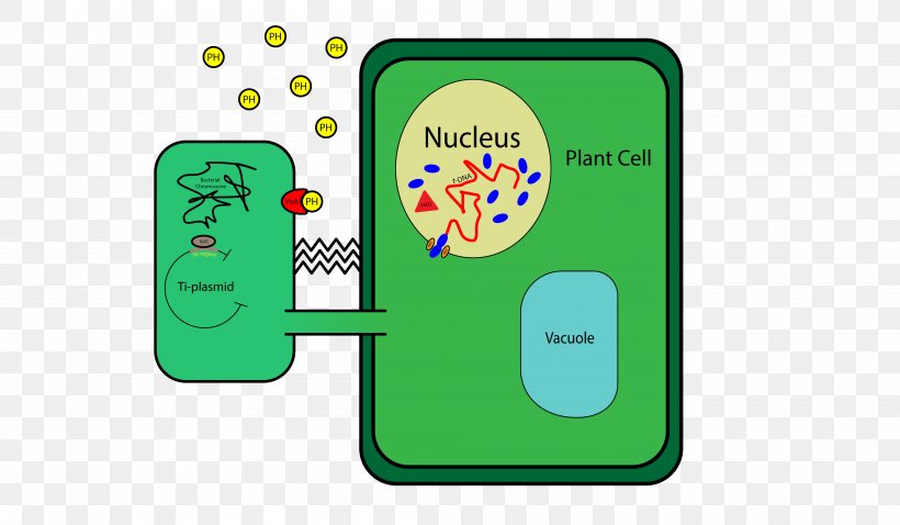 Plant Cell Cell Wall DNA Ti Plasmid, PNG, 4000x2333px, Plant Cell, Agrobacterium Tumefaciens, Area, Bacterial Cell Structure, Cell Download Free
