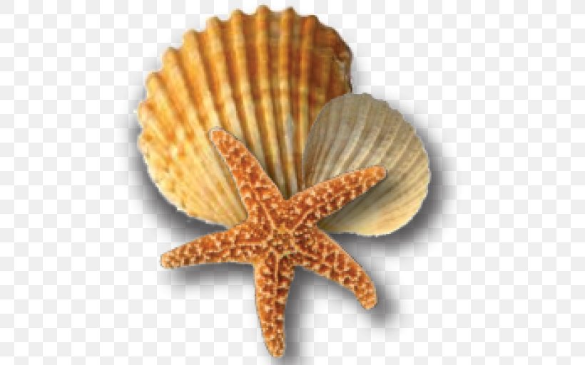 Seashell Bivalvia Shellfish, PNG, 512x512px, Seashell, Beach, Bivalvia, Caracola, Charonia Download Free