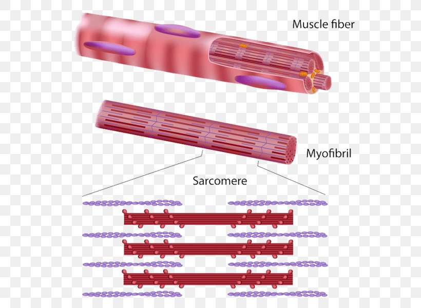 Skeletal Muscle Myofibril Muscle Tissue Muscle Contraction Muscular System, PNG, 600x600px, Watercolor, Cartoon, Flower, Frame, Heart Download Free
