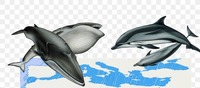 Striped Dolphin Rough-toothed Dolphin Wholphin Tucuxi White-beaked Dolphin, PNG, 1800x800px, Striped Dolphin, Automotive Design, Baleen Whale, Blue Whale, Cetacea Download Free