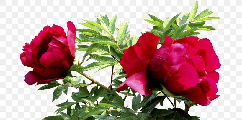 Garden Roses Centifolia Roses Clip Art, PNG, 688x408px, Garden Roses, Annual Plant, Beach Rose, Centifolia Roses, China Rose Download Free