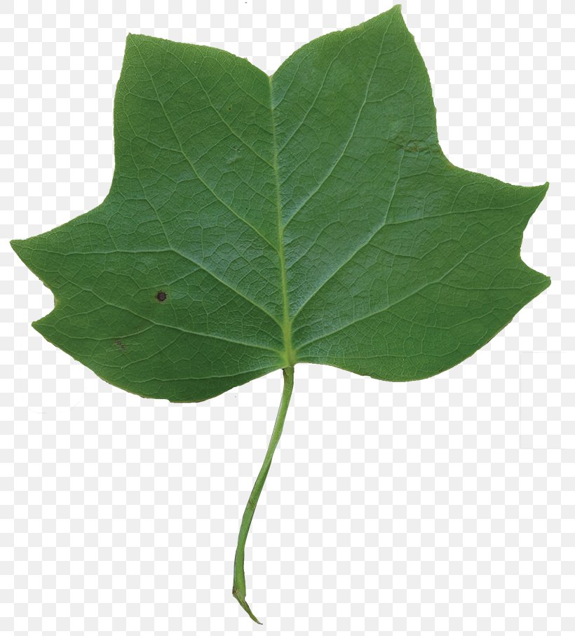 Leaf Liriodendron Tulipifera Cottonwood Tree, PNG, 800x907px, Leaf, Autumn Leaf Color, Bark, Bud, Conifers Download Free