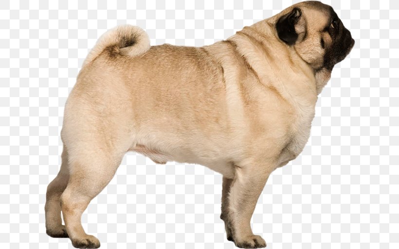 Pug Puppy Stock Photography, PNG, 640x513px, Pug, Alamy, Ancient Dog Breeds, Breed, Carnivoran Download Free