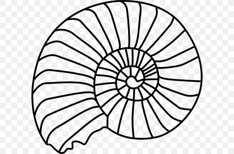 Seashell Spiral Gastropod Shell Clip Art, PNG, 600x540px, Seashell, Area, Black And White, Drawing, Flora Download Free
