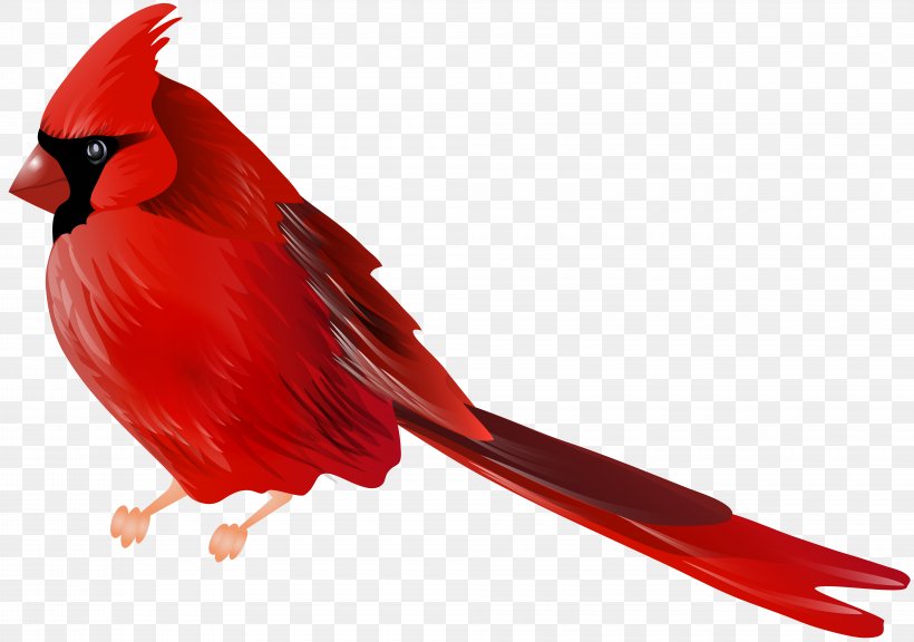 Bird Northern Cardinal Desktop Wallpaper Clip Art, PNG, 8000x5623px, Bird, Arizona Cardinals, Beak, Cardinal, Collage Download Free