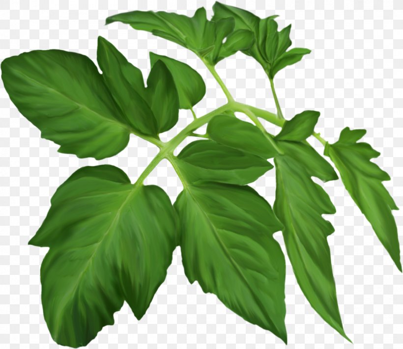 Maple Leaf Raster Graphics Plant Stem Clip Art, PNG, 1149x997px, Leaf, Abscission, Green, Herb, Herbalism Download Free