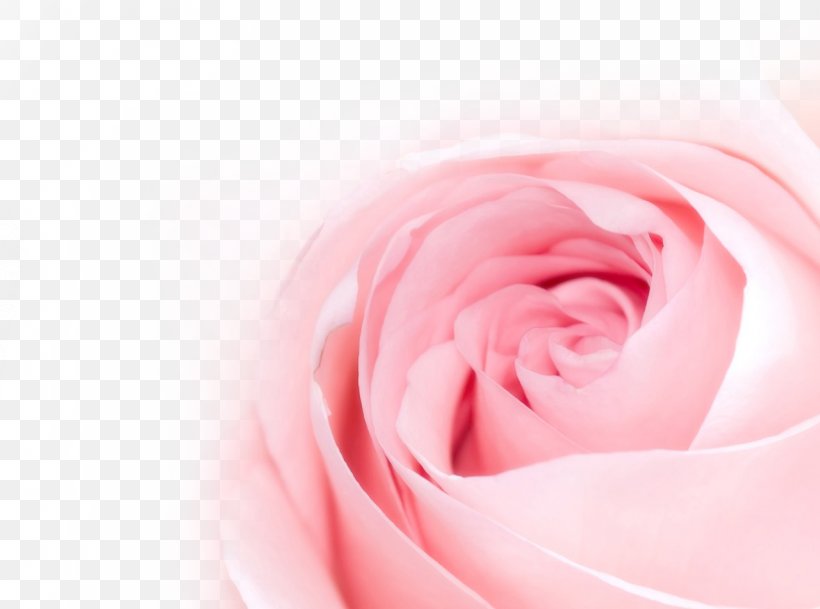 Table Flowers Rose Flower Bouquet Pink, PNG, 1280x952px, Flower, Close Up, Color, Display Resolution, Floristry Download Free
