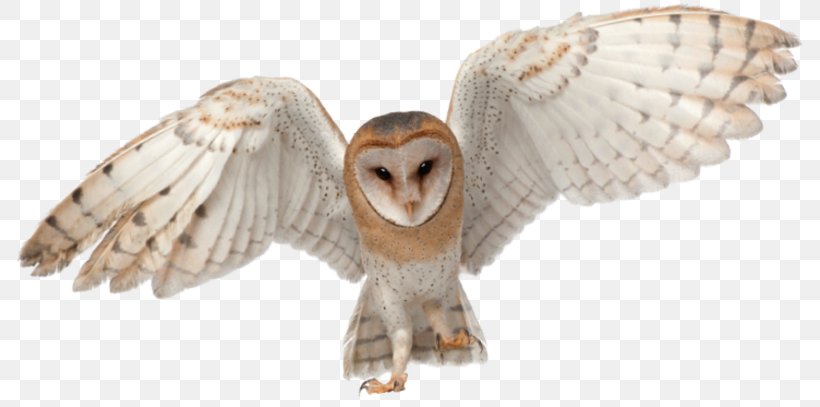 Barn Owl Barn-owls Bird Rat, PNG, 800x407px, Barn Owl, Animal Figure, Beak, Bird, Bird Of Prey Download Free