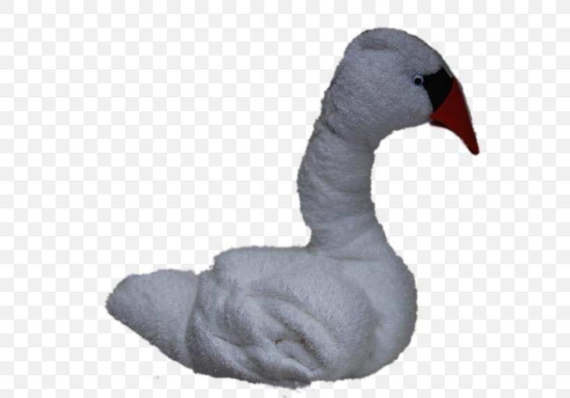 Cygnini Goose Fauna Feather Beak, PNG, 585x573px, Cygnini, Beak, Bird, Ducks Geese And Swans, Fauna Download Free