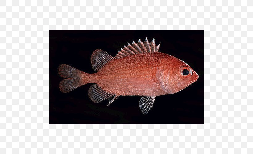 Northern Red Snapper Marine Biology Tilapia, PNG, 500x500px, Northern Red Snapper, Biology, Fauna, Fish, Marine Biology Download Free