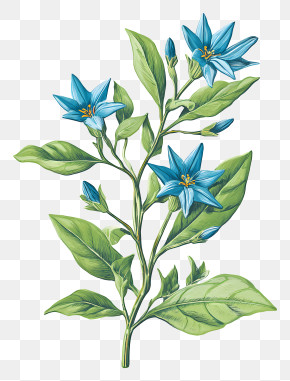 Blue Star Flowers - Blue Flowers On A Stem PNG