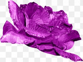 Purple Rose - Flower Beach Rose Purple Petal PNG