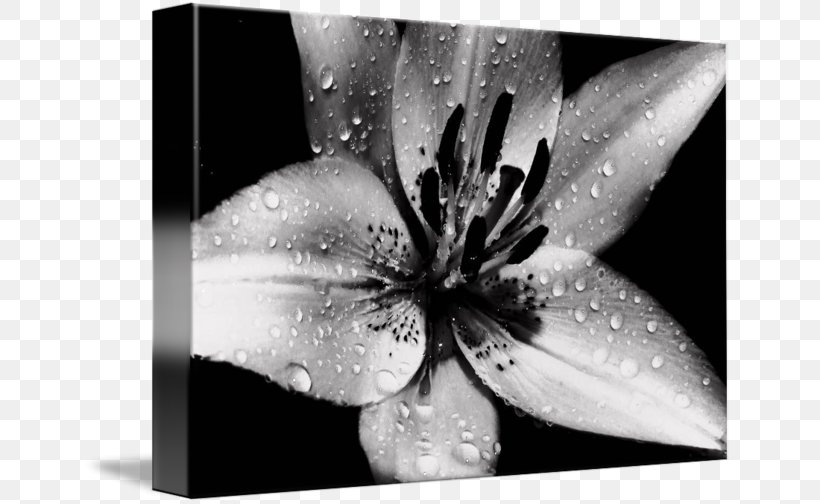Gallery Wrap Canvas Desktop Wallpaper Water Art, PNG, 650x504px, Gallery Wrap, Art, Black And White, Canvas, Close Up Download Free