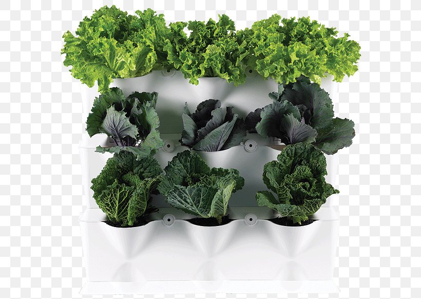 Green Wall Minigarden Vertical Garden Gardening, PNG, 600x582px, Green Wall, Broccoli, Collard Greens, Cruciferous Vegetables, Drainage Download Free