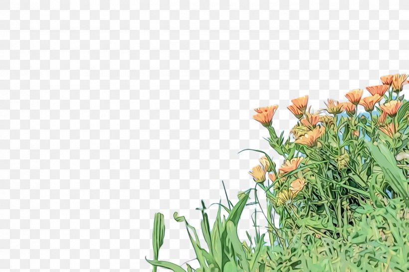 Marigold Flower, PNG, 2448x1632px, Marigold, Bloom, Blossom, Flora, Flower Download Free