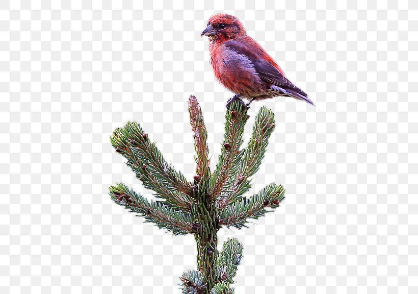 Pine Beak Feather Christmas Ornament Fauna, PNG, 511x576px, Bird, Beak, Branch, Cardinal, Christmas Ornament Download Free