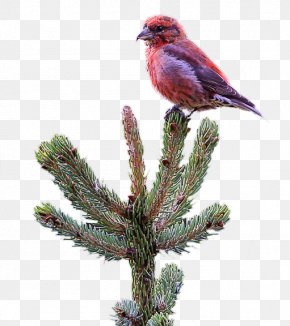Red Crossbill - Pine Beak Feather Christmas Ornament Fauna PNG