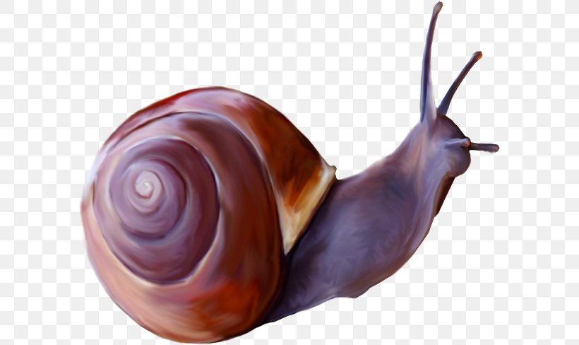 Snail Insect Clip Art, PNG, 600x488px, Snail, Animal, Gastropods, Giant African Snail, Insect Download Free