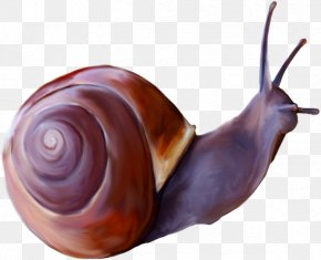 A Snail - Snail Insect Clip Art PNG