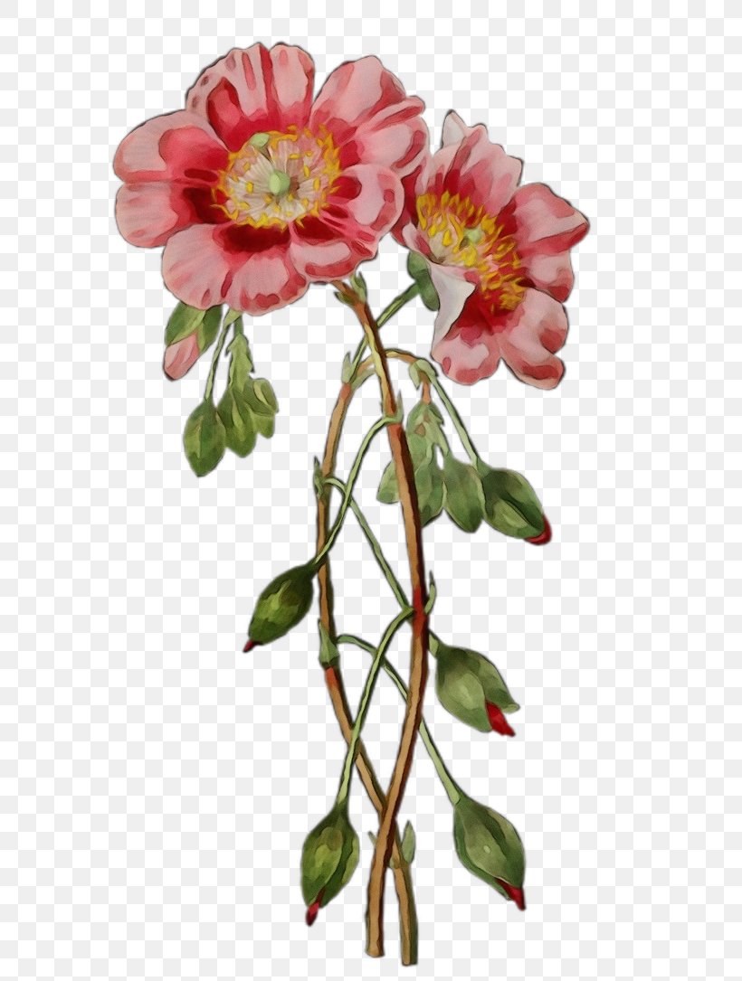 Watercolor Floral Background, PNG, 736x1085px, Watercolor, Camellia, Camellia Sasanqua, Carolina Rose, Cut Flowers Download Free