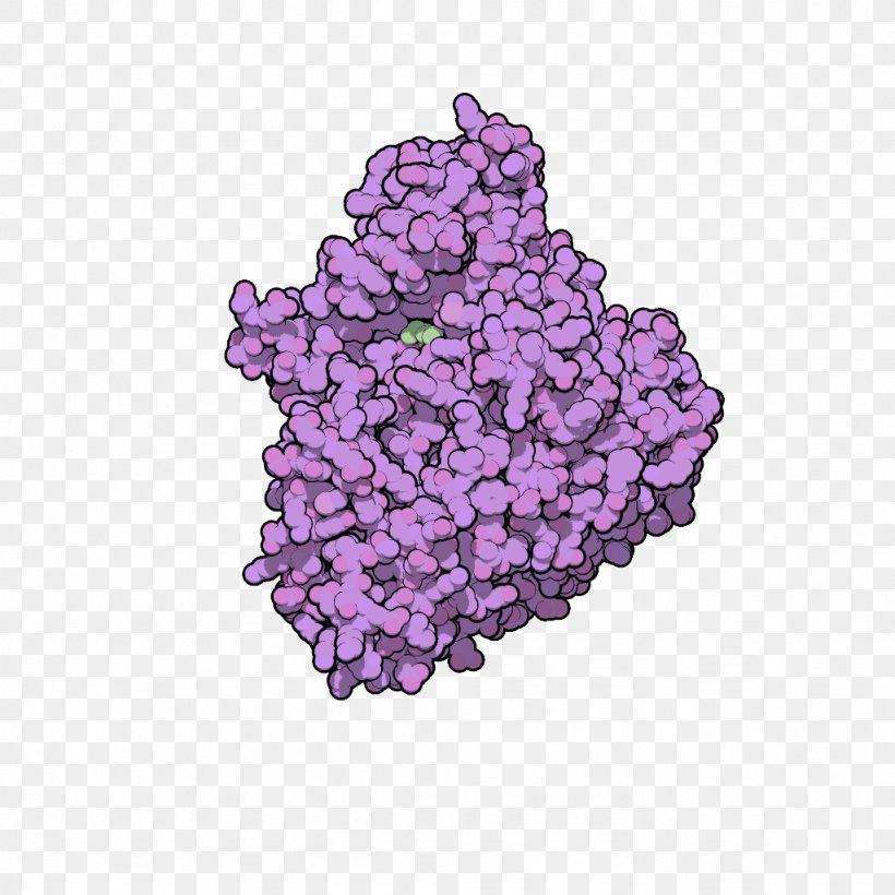 Beta-glucosidase Glucosidases Alpha-glucosidase Glycoside Hydrolase Enzyme, PNG, 1024x1024px, Betaglucosidase, Alphaglucosidase, Catalysis, Cellobiose, Chemical Reaction Download Free