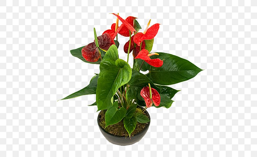 Floral Design Cut Flowers Flowerpot Laceleaf, PNG, 500x500px, Floral Design, Artificial Flower, Cut Flowers, Florist, Floristry Download Free