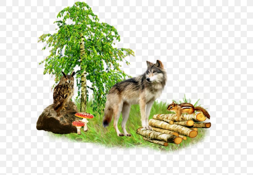 Gray Wolf Blog Clip Art, PNG, 600x566px, Gray Wolf, Albom, Blog, Directory, Fauna Download Free