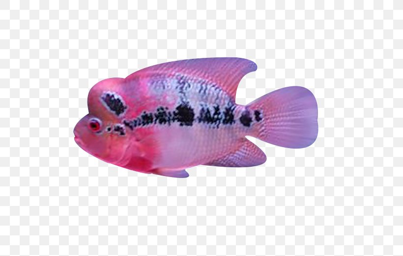 Koi Fish Arhat Pet, PNG, 695x522px, Koi, Arhat, Deep Sea, Eighteen Arhats, Fish Download Free
