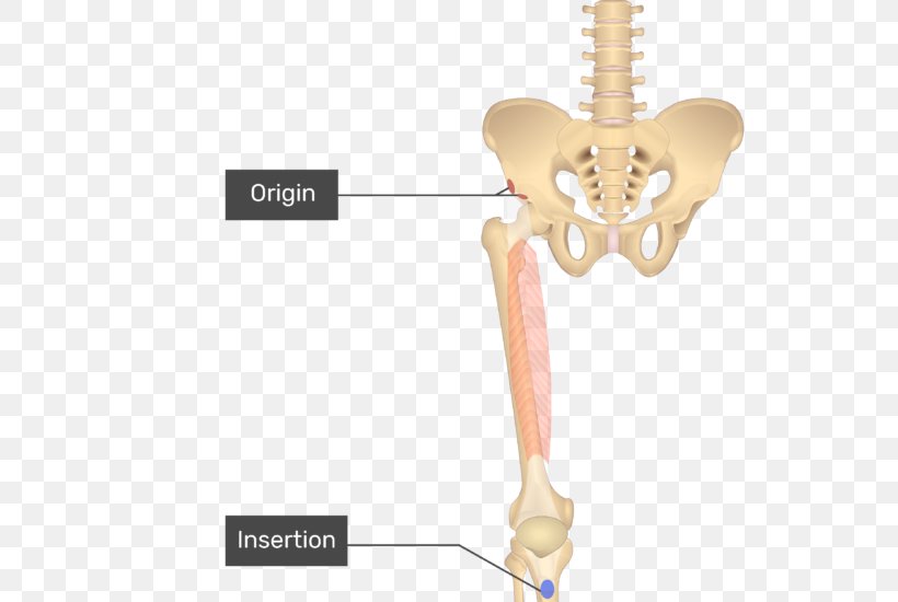 Pectineus Muscle Anatomy Gracilis Muscle Sartorius Muscle Adductor Longus Muscle, PNG, 550x550px, Watercolor, Cartoon, Flower, Frame, Heart Download Free