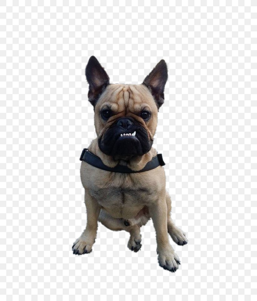 Toy Bulldog Pug Dog Breed Companion Dog, PNG, 540x960px, Toy Bulldog, Breed, Bulldog, Carnivoran, Collar Download Free