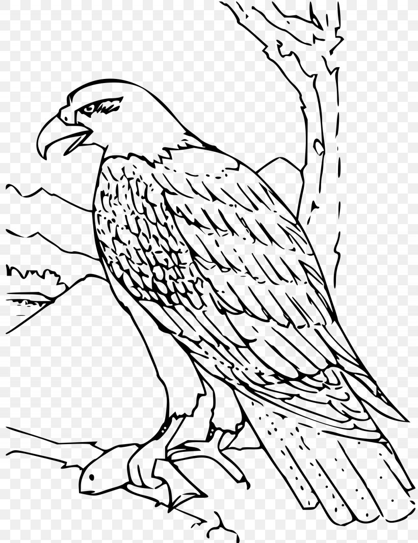 Bald Eagle Coloring Book Golden Eagle Bird, PNG, 1845x2400px, Bald Eagle, Adult, Animal, Art, Beak Download Free