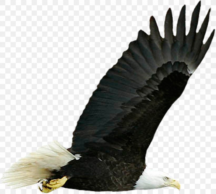 Bird Desktop Wallpaper Image Resolution Display Resolution Wallpaper, PNG, 1200x1082px, Bird, Accipitriformes, Bald Eagle, Beak, Bird Of Prey Download Free