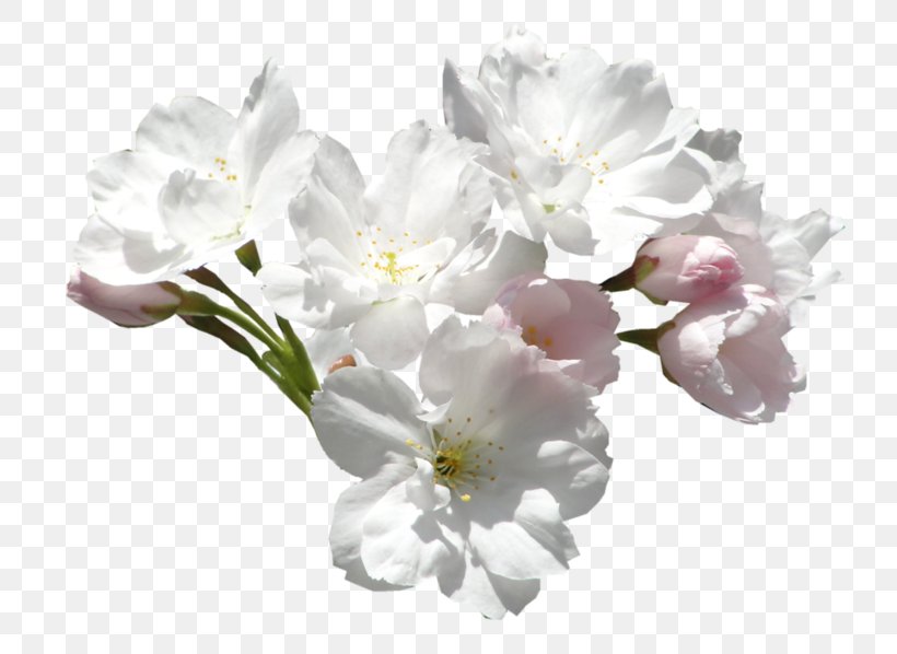 Flower Color White Clip Art, PNG, 800x598px, Flower, Blossom, Branch, Cherry Blossom, Color Download Free