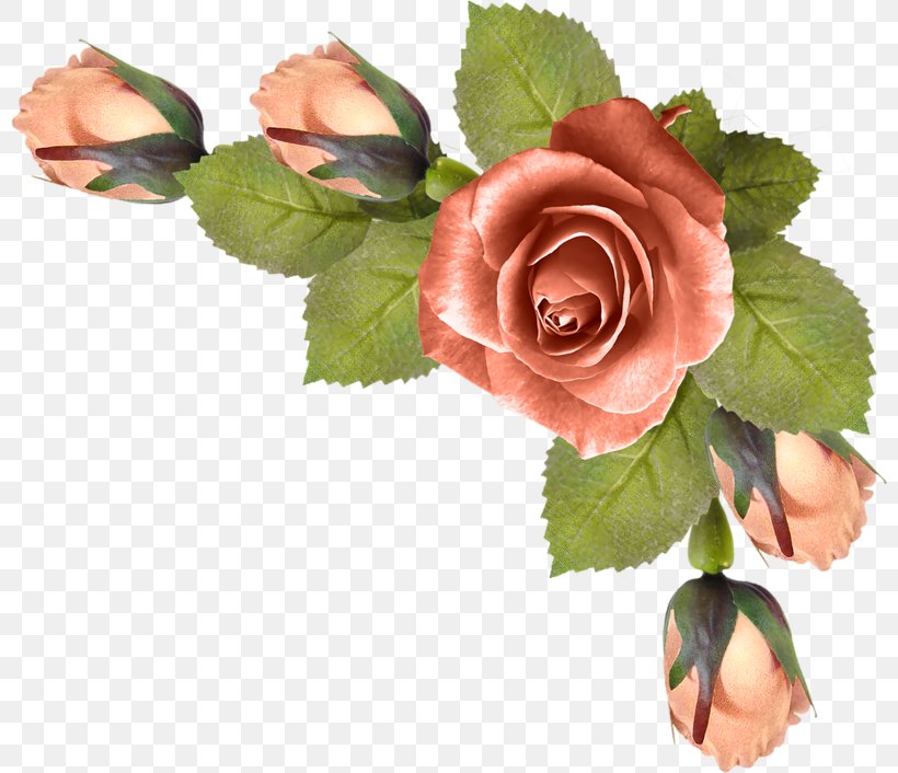 Garden Roses Flower Clip Art, PNG, 800x706px, Garden Roses, Beach Rose, Blue Rose, Cabbage Rose, Cut Flowers Download Free