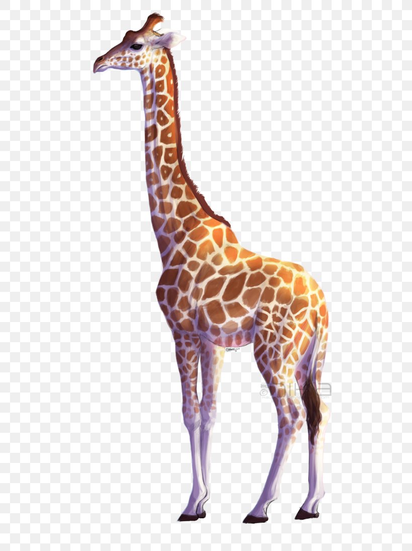 Giraffe, PNG, 730x1095px, Northern Giraffe, All About Giraffes, Digital Image, Drawing, Fauna Download Free