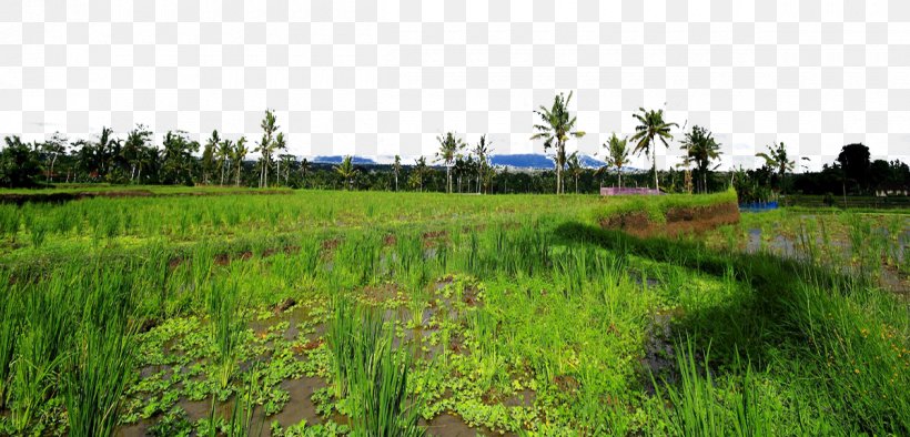 Kintamani, Bali Fukei Photography Landscape, PNG, 1200x578px, Kintamani Bali, Agriculture, Bali, Crop, Designer Download Free
