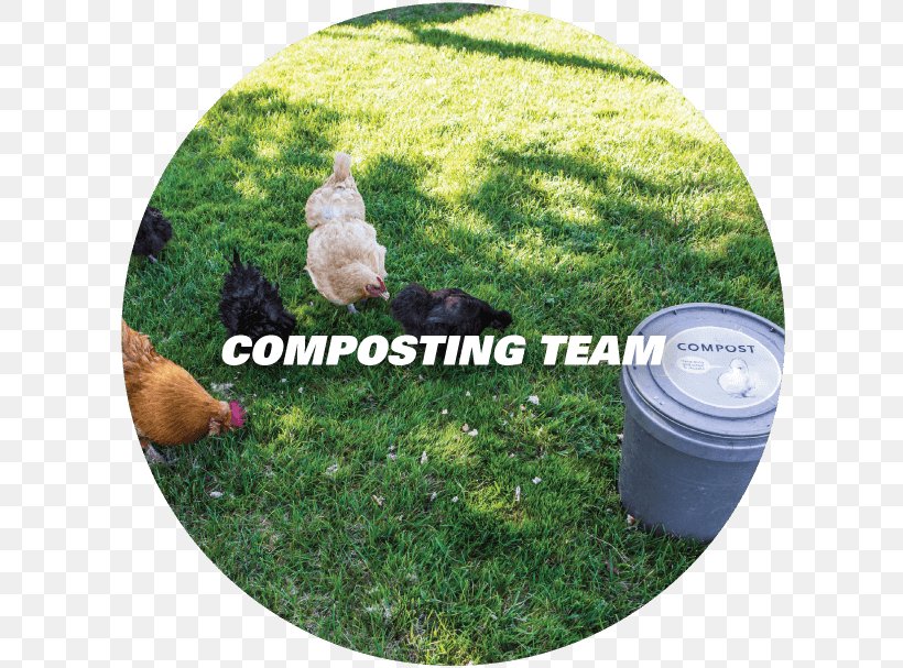 Rubbish Bins & Waste Paper Baskets Chicken Compost Landfill, PNG, 608x607px, Waste, Bag, Beak, Bin Bag, Bird Download Free