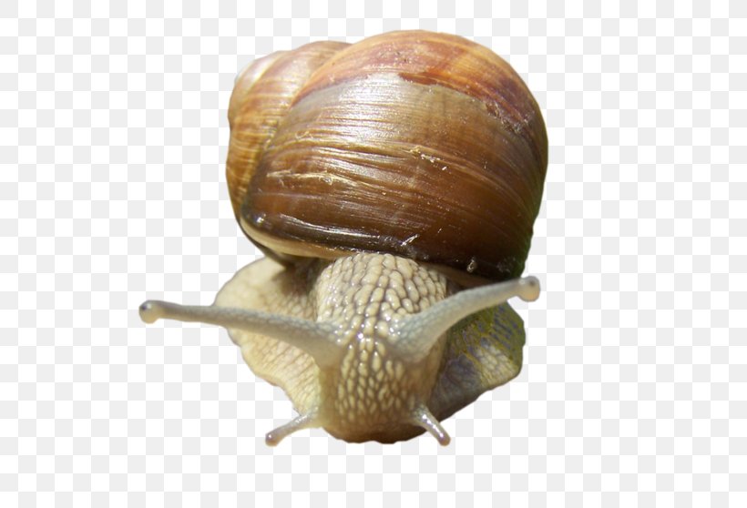 Snail Escargot Gastropods Horn, PNG, 600x558px, Snail, Animal, Animation, Conchology, Escargot Download Free
