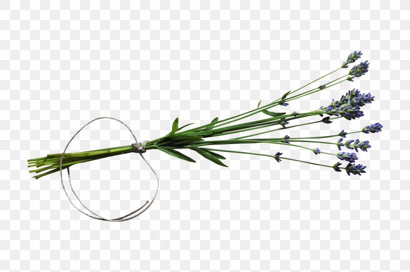 Twig, PNG, 4288x2848px, Twig, Grass, Plant Download Free