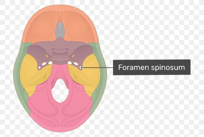 Anterior Clinoid Process Posterior Clinoid Processes Pterygoid Processes Of The Sphenoid Sphenoid Bone, PNG, 757x550px, Pterygoid Processes Of The Sphenoid, Anatomy, Bone, Foramen, Jaw Download Free