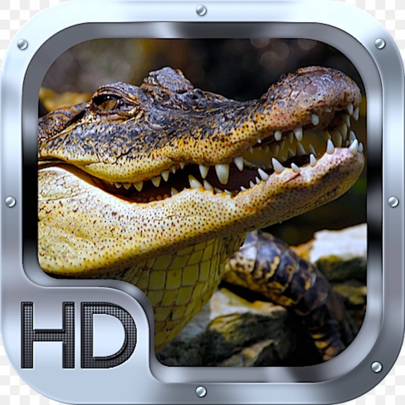Crocodile Desktop Wallpaper High-definition Television Display Resolution High-definition Video, PNG, 1024x1024px, 4k Resolution, Crocodile, Crocodile Farm, Crocodilia, Display Resolution Download Free
