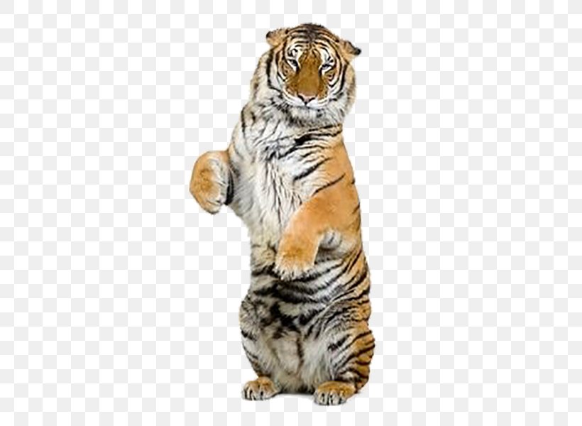 Indochinese Tiger Jaguar Siberian Tiger Stock Photography, PNG, 600x600px, Indochinese Tiger, Big Cats, Carnivoran, Cat Like Mammal, Drawing Download Free