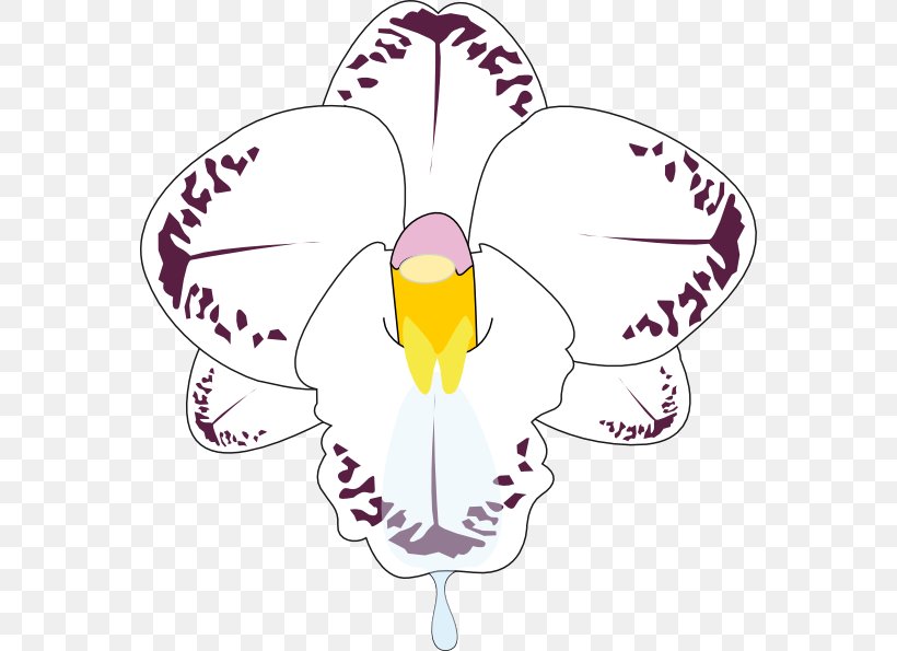 Petal Dendrobium Orchids Clip Art, PNG, 564x595px, Petal, Artwork, Beak, Botany, Cattleya Orchids Download Free