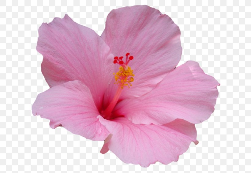 Pink Flowers Arranging Cut Flowers Petal Artificial Flower, PNG, 650x566px, Flower, Arranging Cut Flowers, Artificial Flower, China Rose, Chinese Hibiscus Download Free