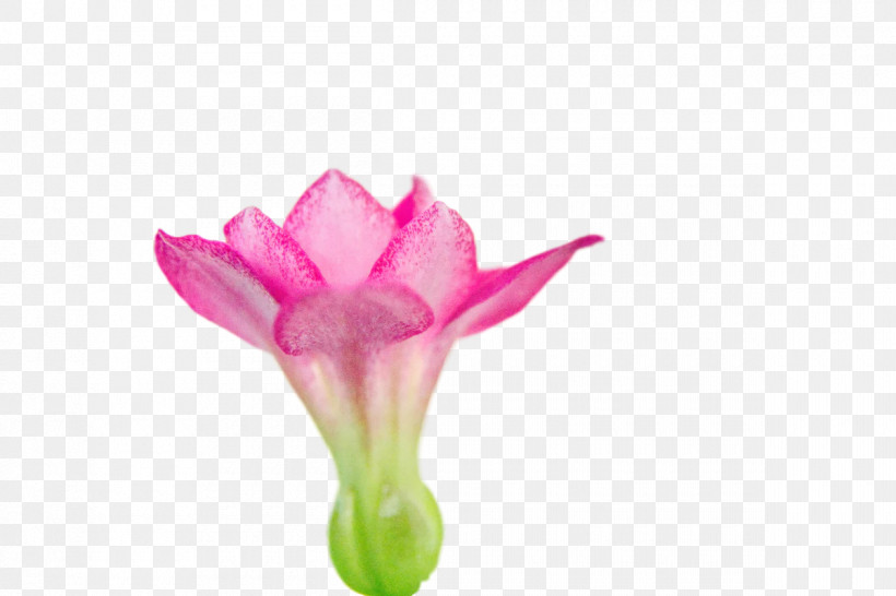 Plant Stem Cut Flowers Bud Tulip Petal, PNG, 1200x800px, Plant Stem, Biology, Bud, Closeup, Cut Flowers Download Free