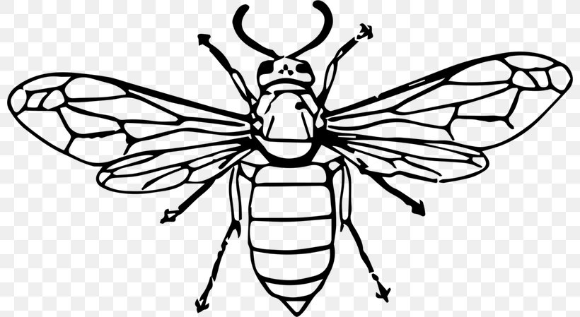 Hornet Drawing Vector Graphics Wasp Illustration, PNG, 800x449px, Hornet, Arthropod, Bee, Blackandwhite, Coloring Book Download Free